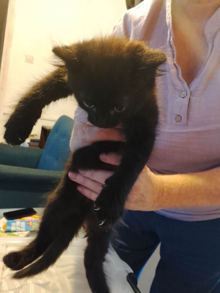 Kittens for sale