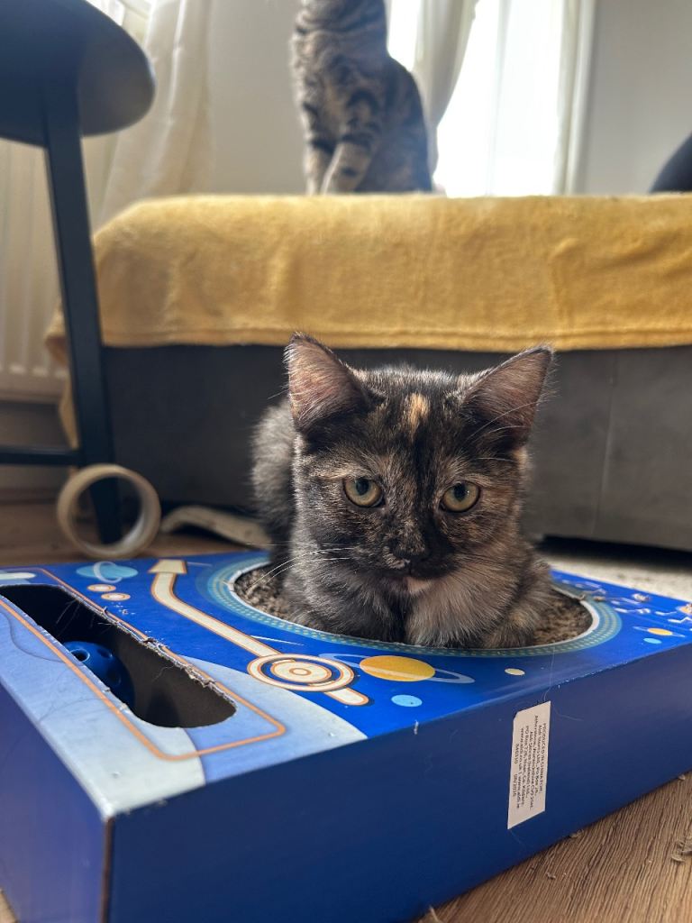 British shorthair mix persian kittens