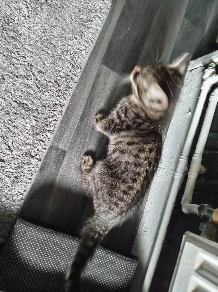 5 mixed tabby kittens. 