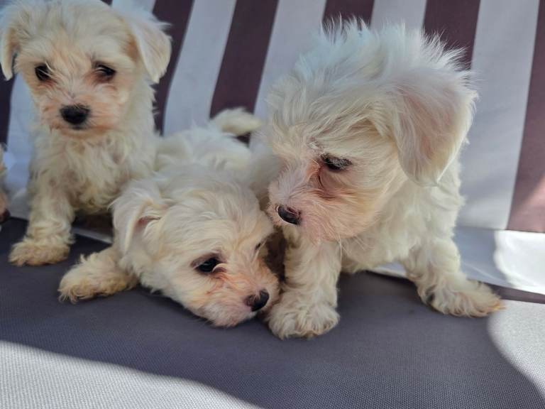 Puppies Maltese 