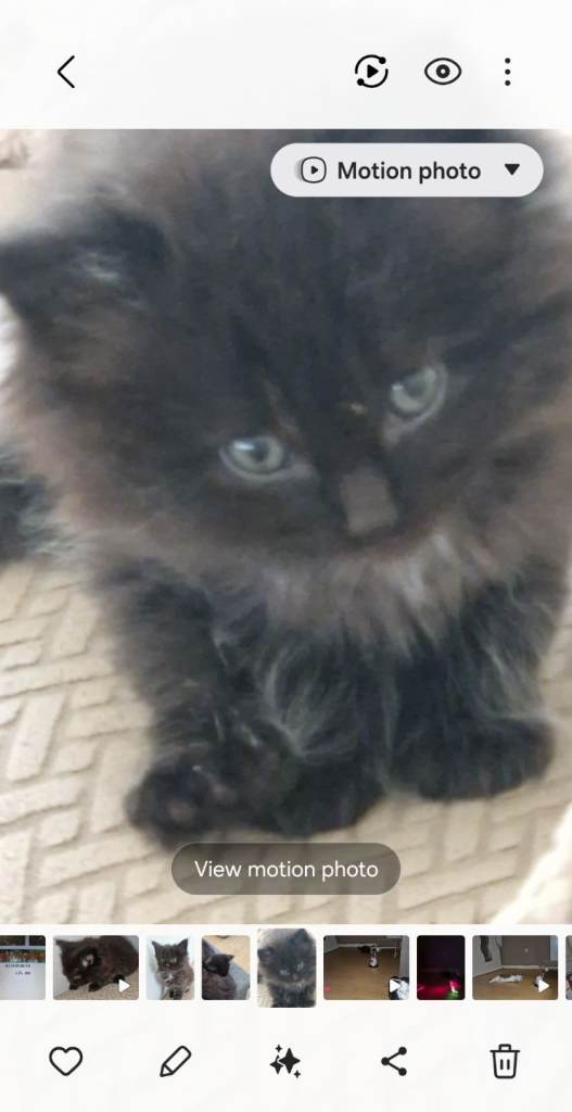 2 female kittens for sale 