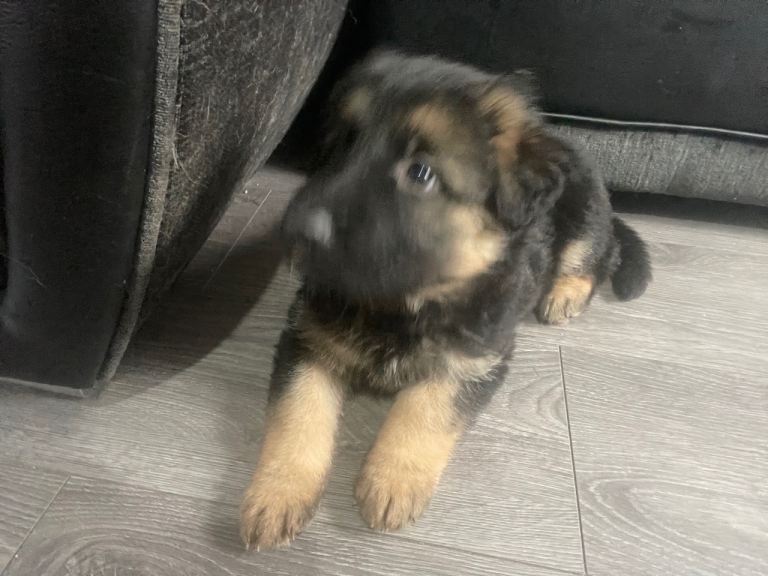 German shepherds 