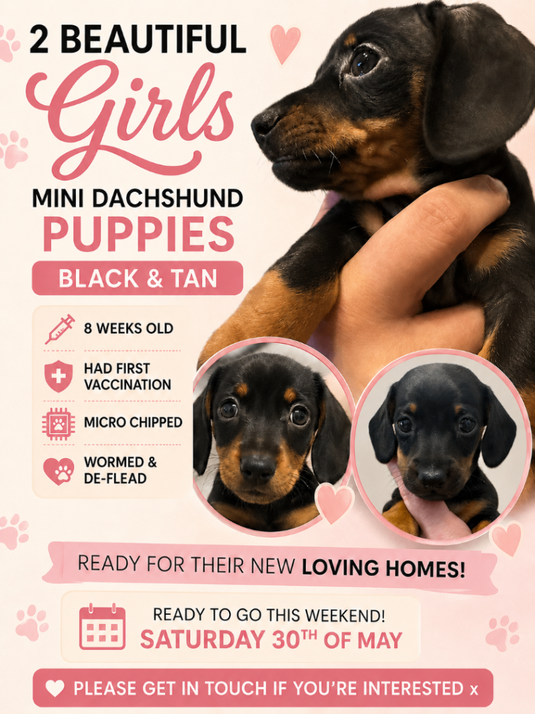 Miniature Dachshund puppies 