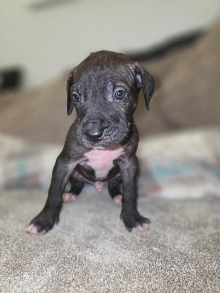 Presa Canario Puppies FOR NEW HOMES