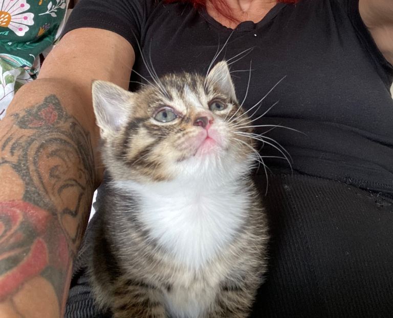 Kittens Ready for five star homes 