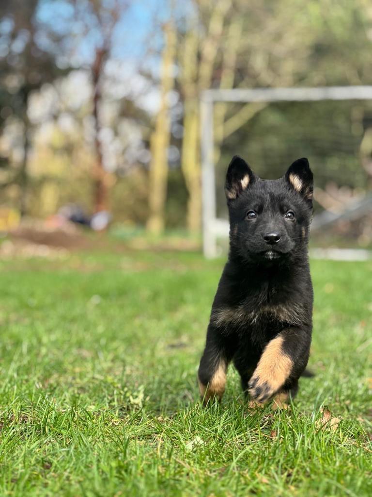 European Pedigree German Shepherd Puppies 