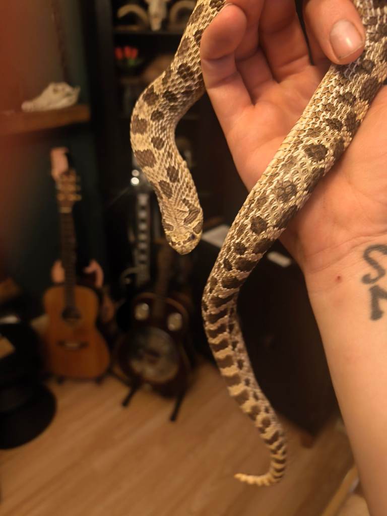 For sale a rather large for normal size hognose!
