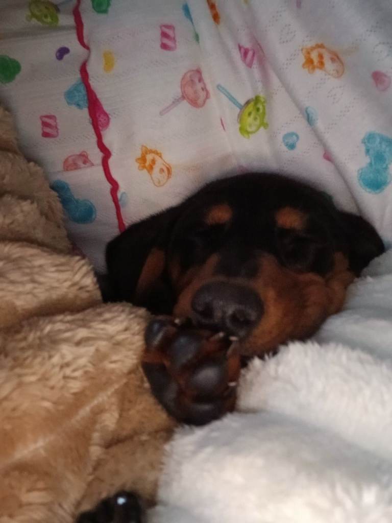 Miniature dachshund 