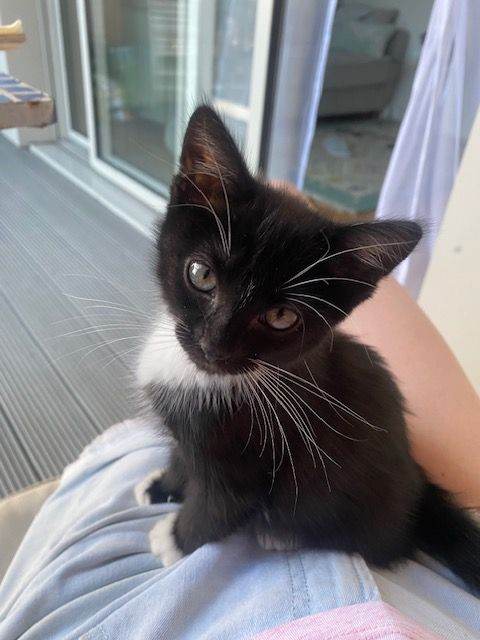 Beautiful Kitten – Loving Home Wanted