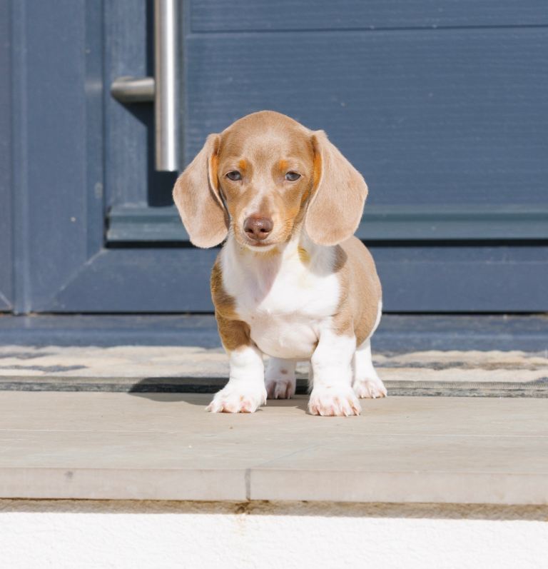  ⭐ LAST PUPPY AVAILABLE – KC MINIATURE DACHSHUND ⭐