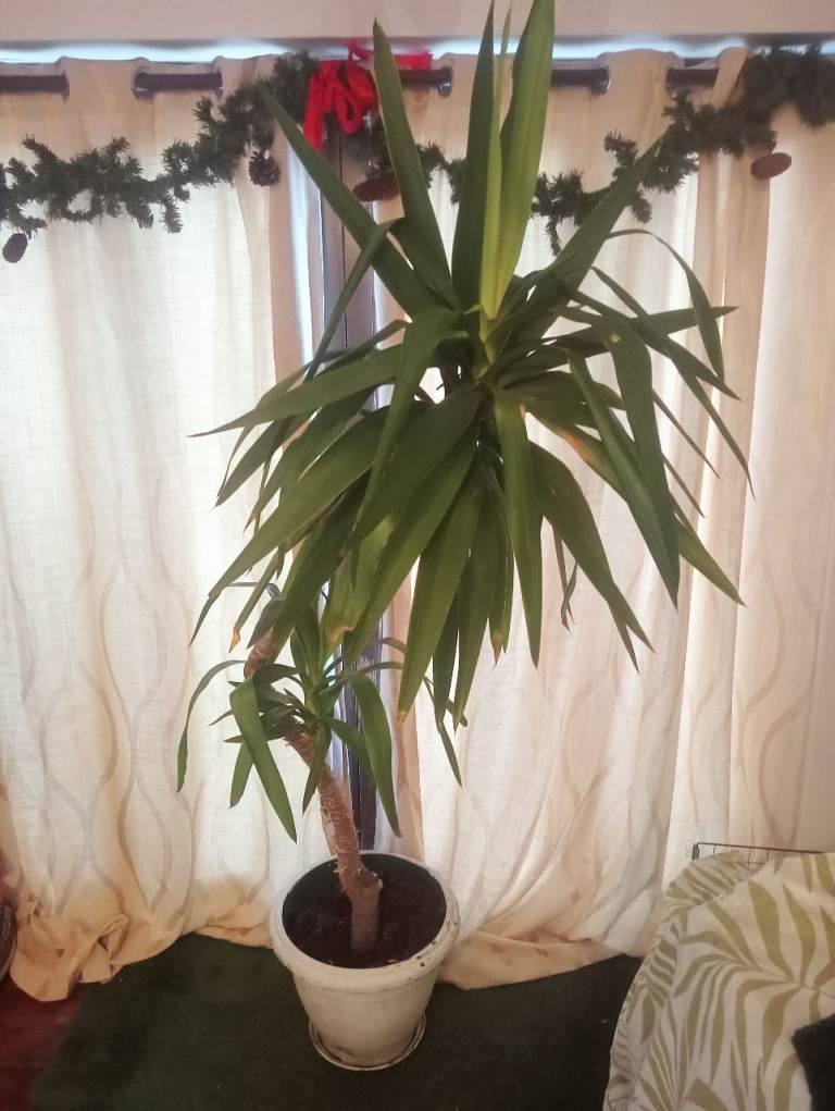 image for 190cm yucca outdoor/indoor plant houseplant yukka