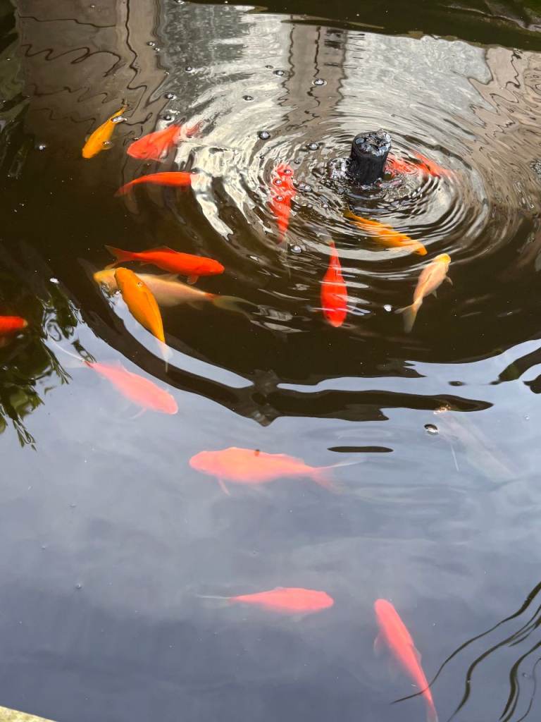 Pond Fish