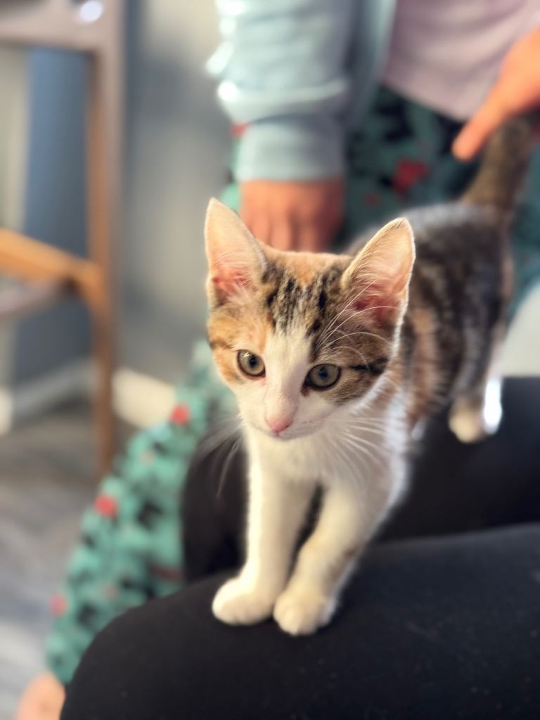 Beautiful cats for sale