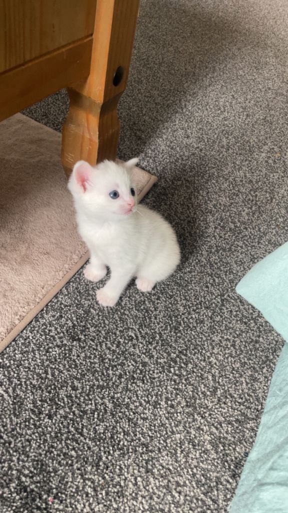 White kitten 