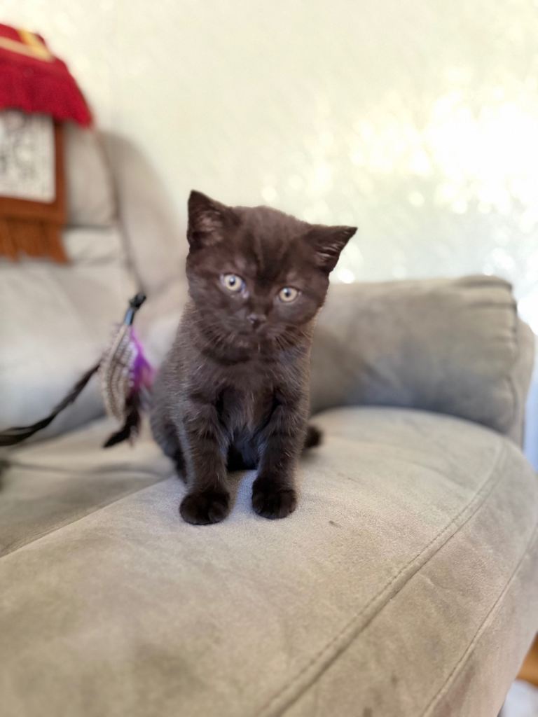 British short hair kittens
