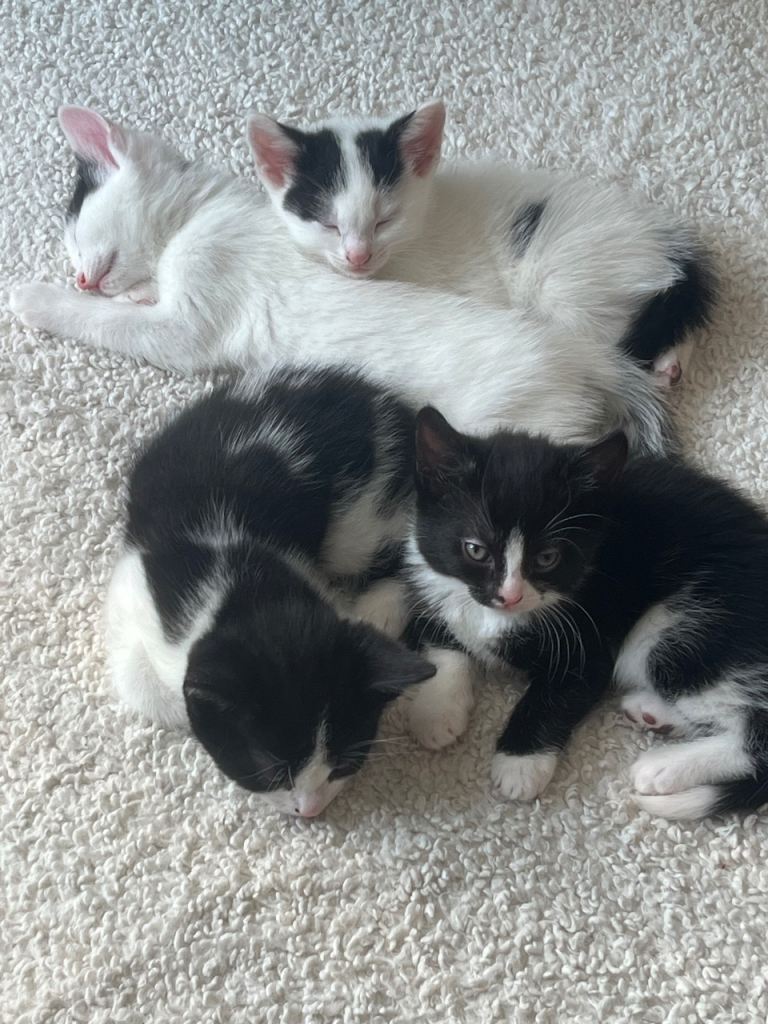 Beautiful kittens for sale 