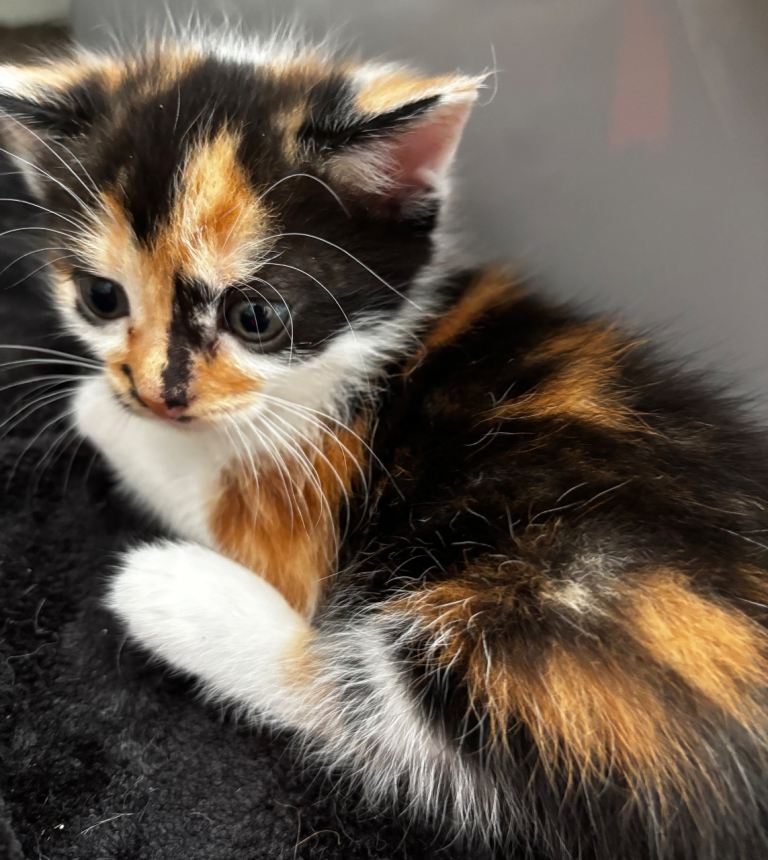 3 Kittens For Sals 