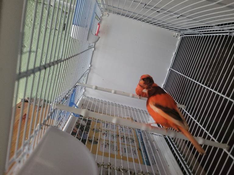 Beautiful Red Factor Canaries for sale.