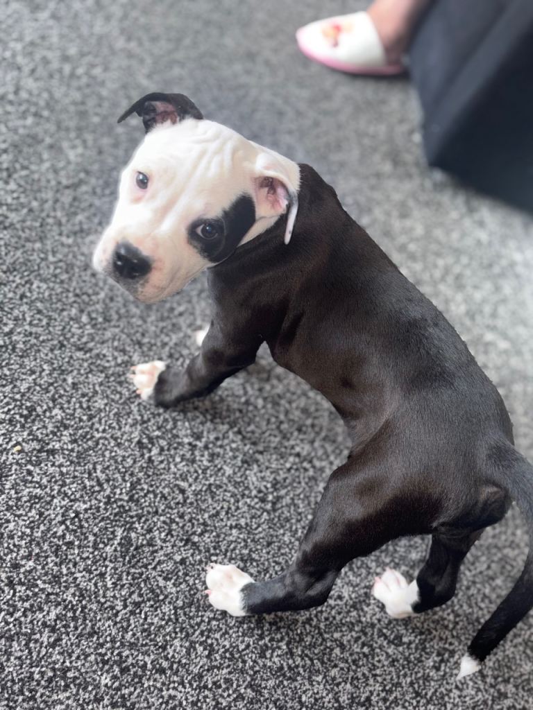 Gorgeous pup cross staf x apb 