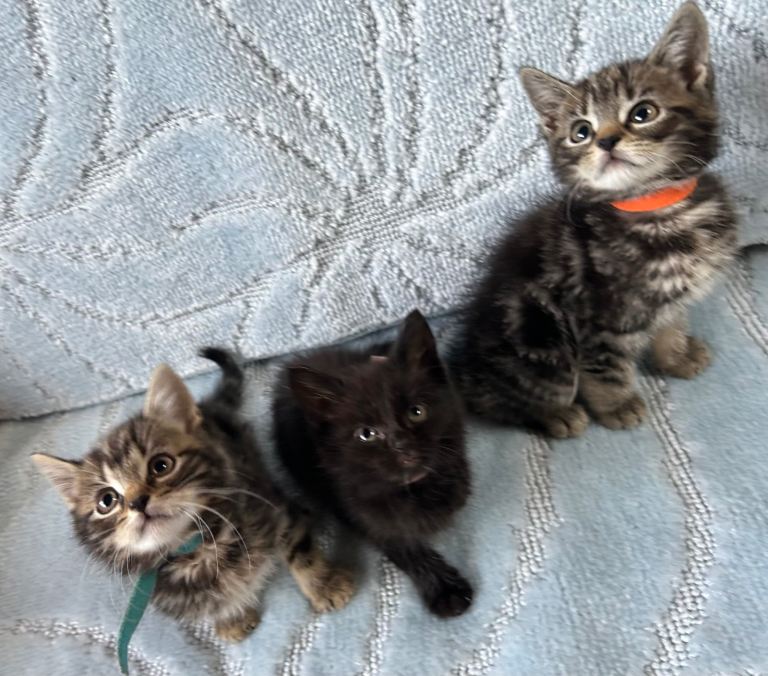 Kittens for sale 