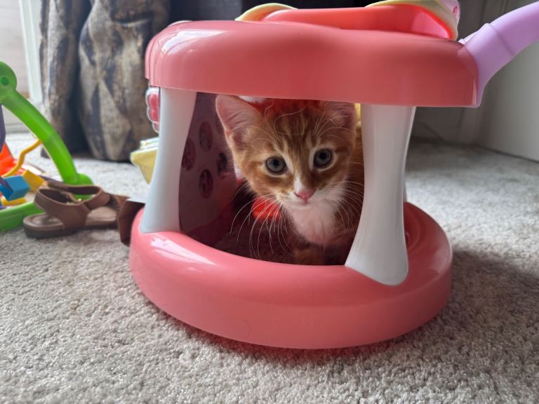 Ginger and white male kittens, 1 long hair 1 short hair 