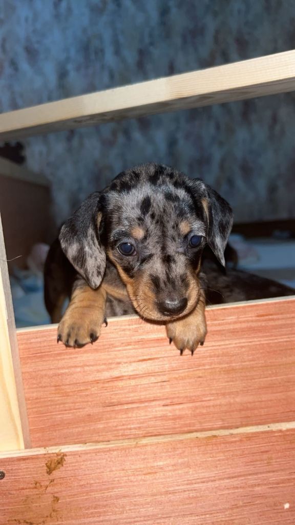 5 miniature smooth haired dachshunds 