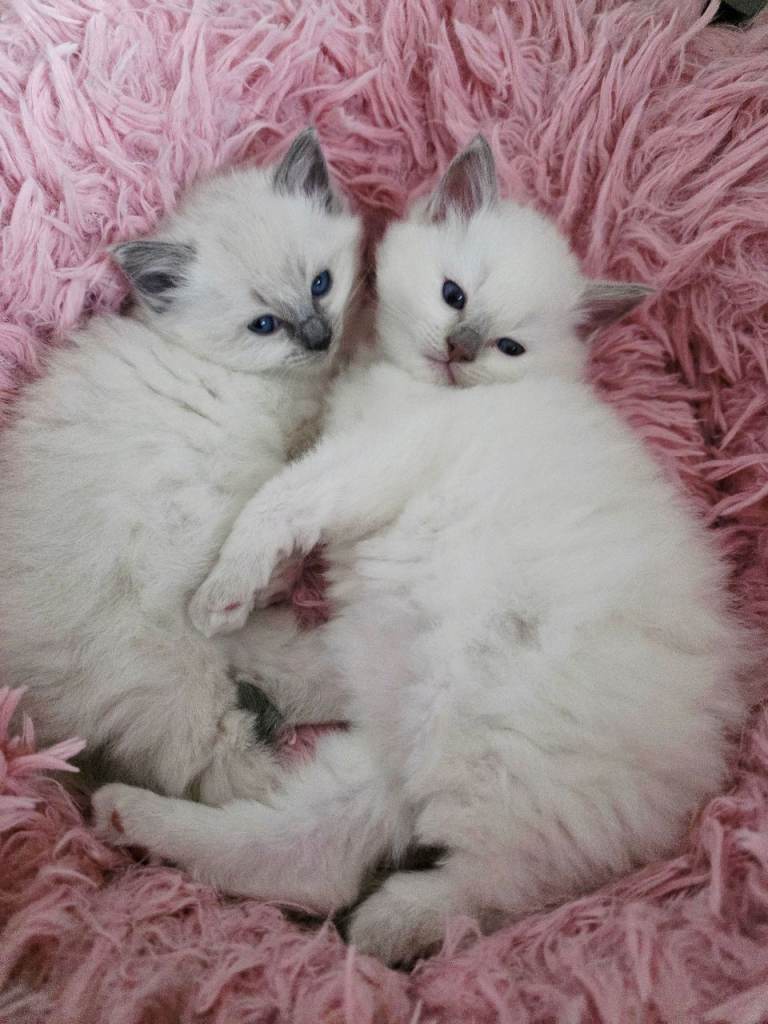 Ragdoll Kittens 
