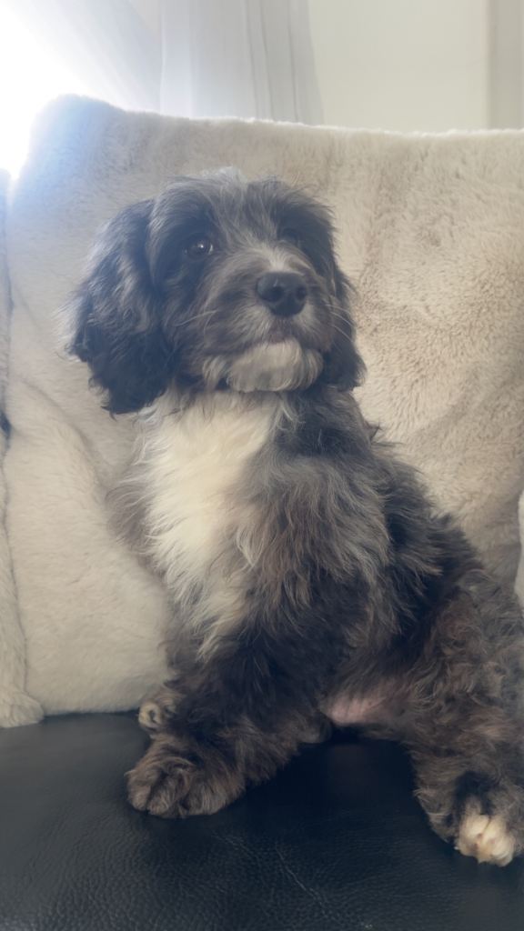 F1 Health tested cockapoo puppys 😍🔥⭐️