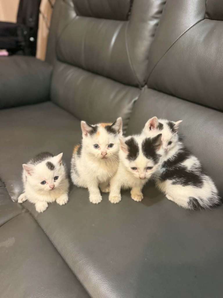 Kittens