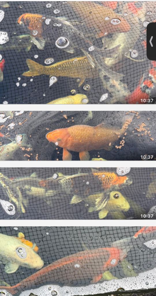 assortment of koi 