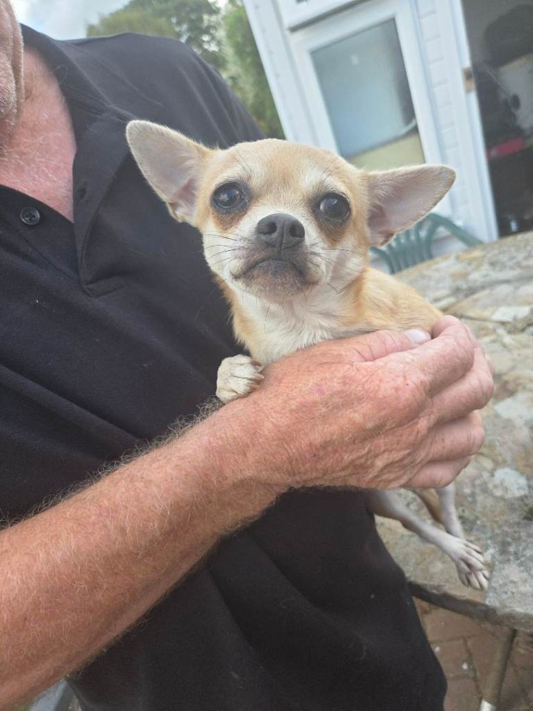 Chihuahua pup
