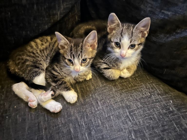STUNNING KITTENS 