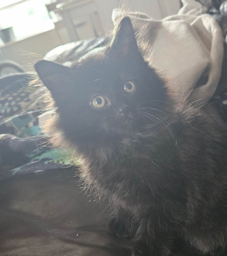 Beautiful black fluffy kittens