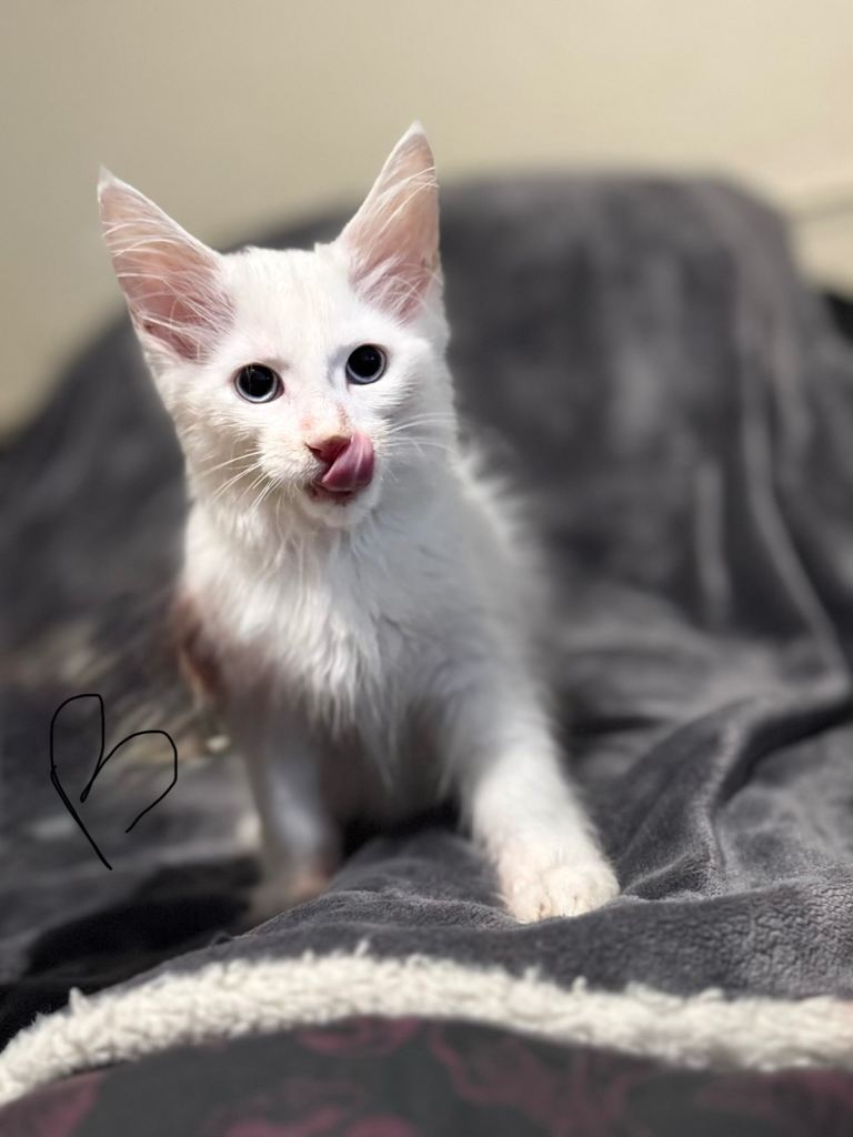 Mainecoon kittens 