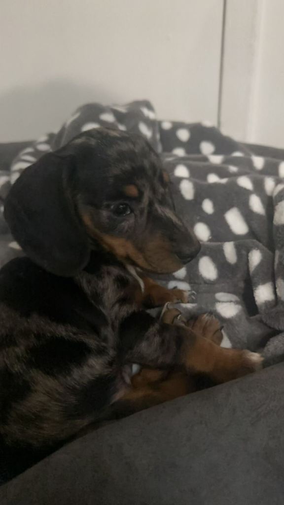 silver dapple miniature dachshund puppy