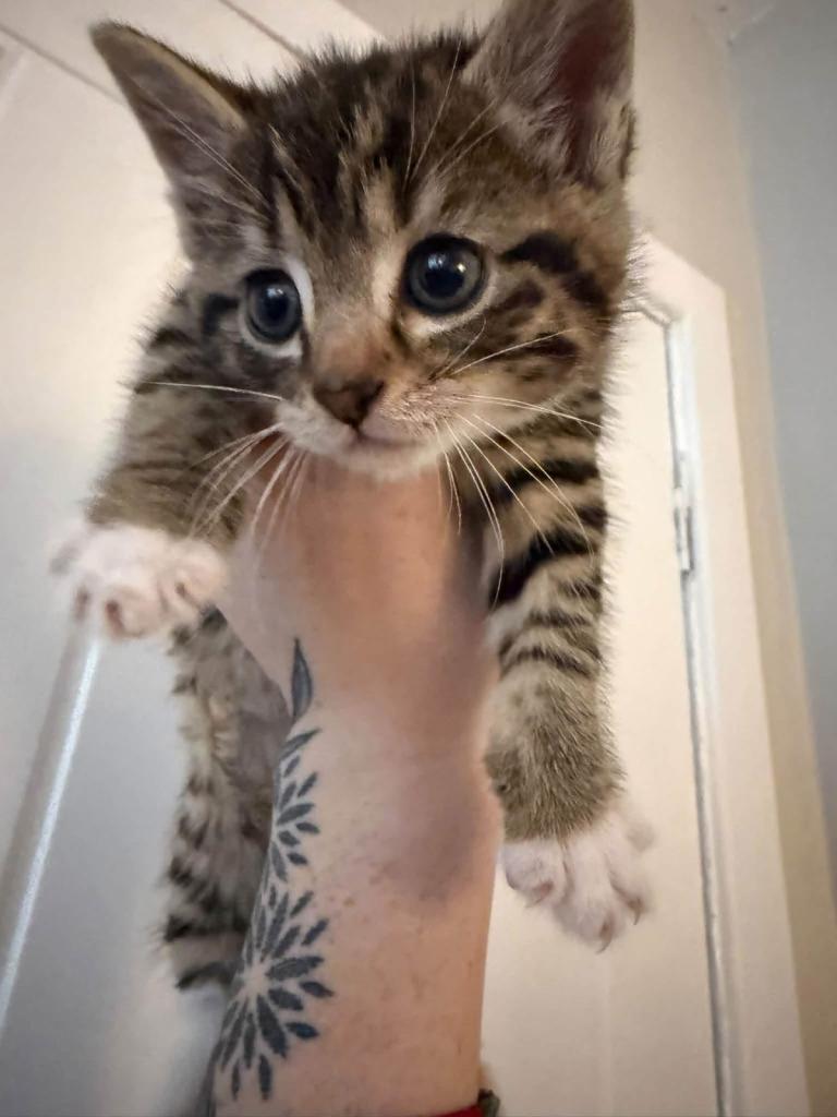 Tabby kitten ready to go now