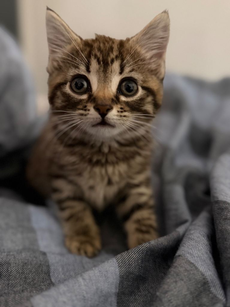 Mixed Breed Tabby Kittens