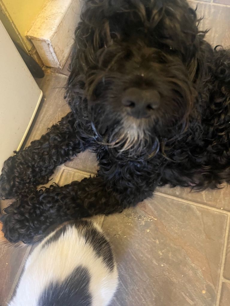 Adorable Puppies Ready for New Homes