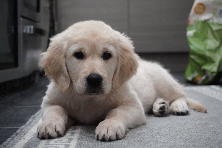 💕 Ready to leave now 💕 Golden retriever puppy 