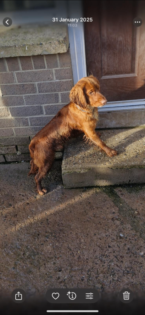 Male cocker 3 year old 
