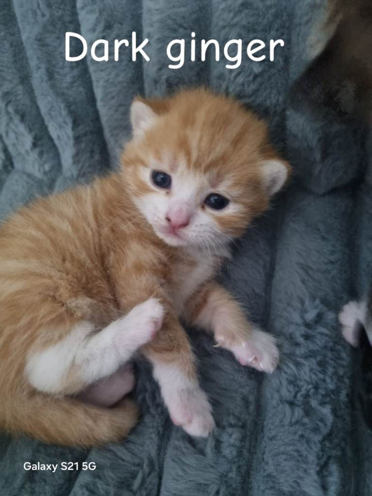 Bengal cross kittens