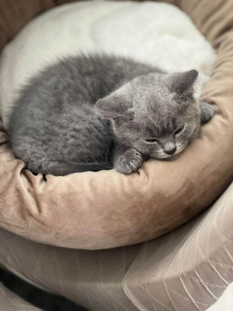 British short hair kitten