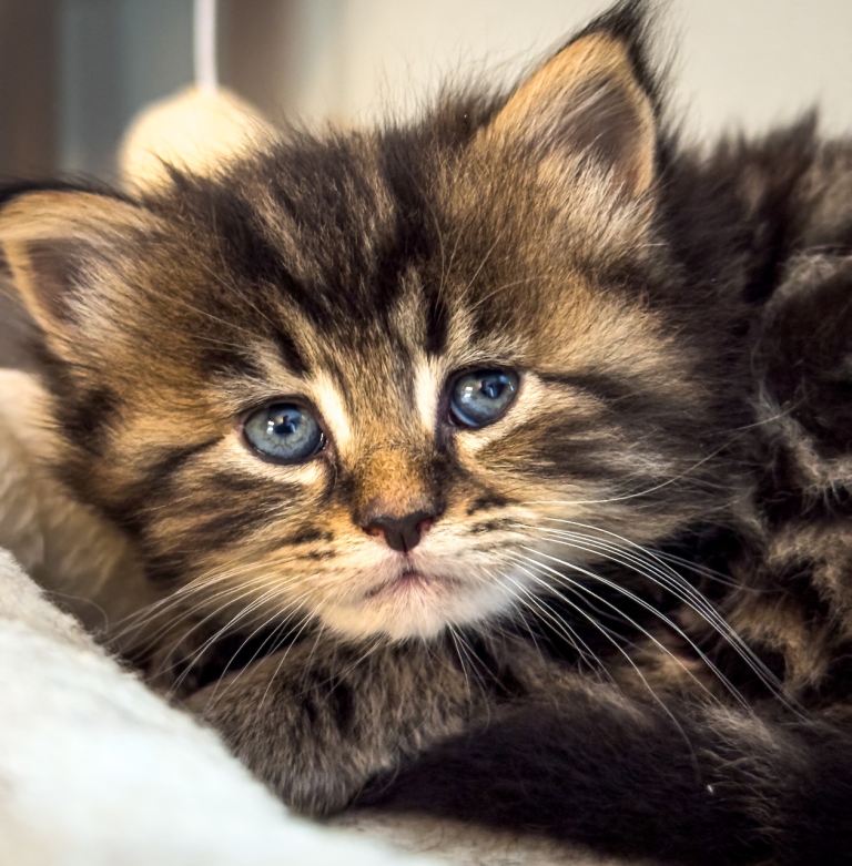 Mainecoon Kittens 