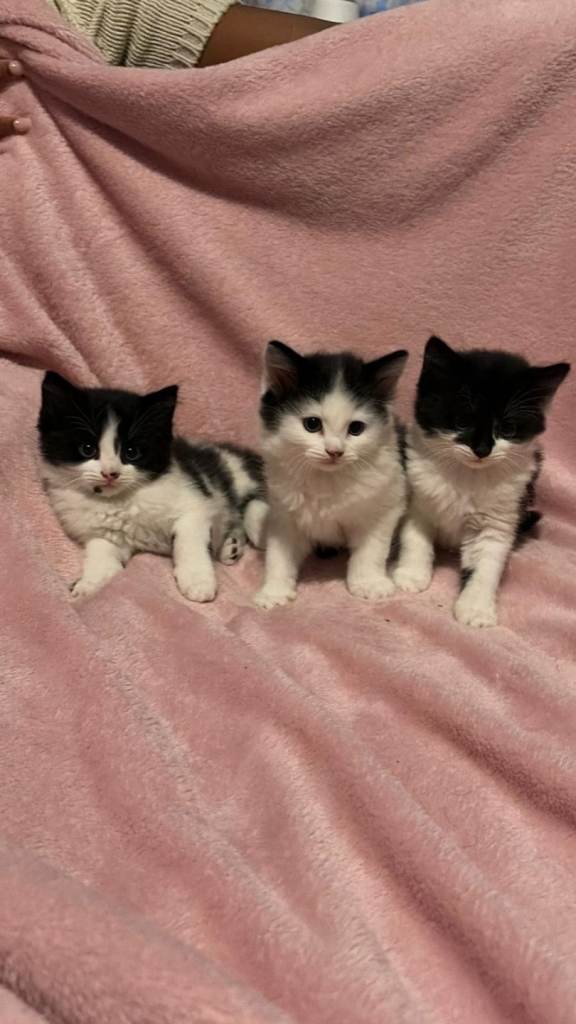 £85 week old kittens for sale 