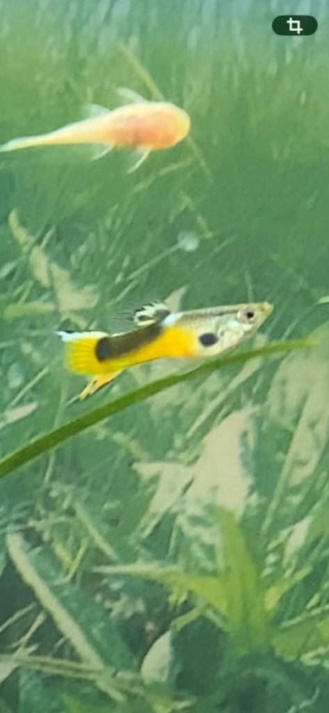 Guppy + plecos for sale 