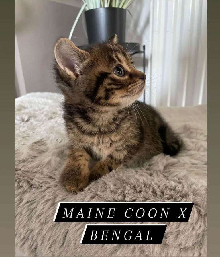 MAINCOON X BENGAL kittens 1 left 
