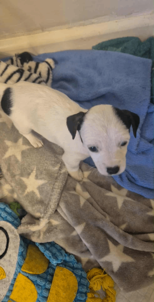 Jack X Chi Puppies For Sale 