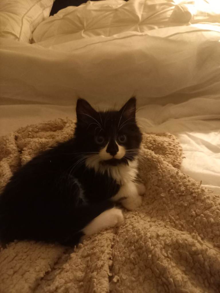 image for Adorable kittens