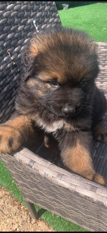 9 week Caucasian x German shepherd 