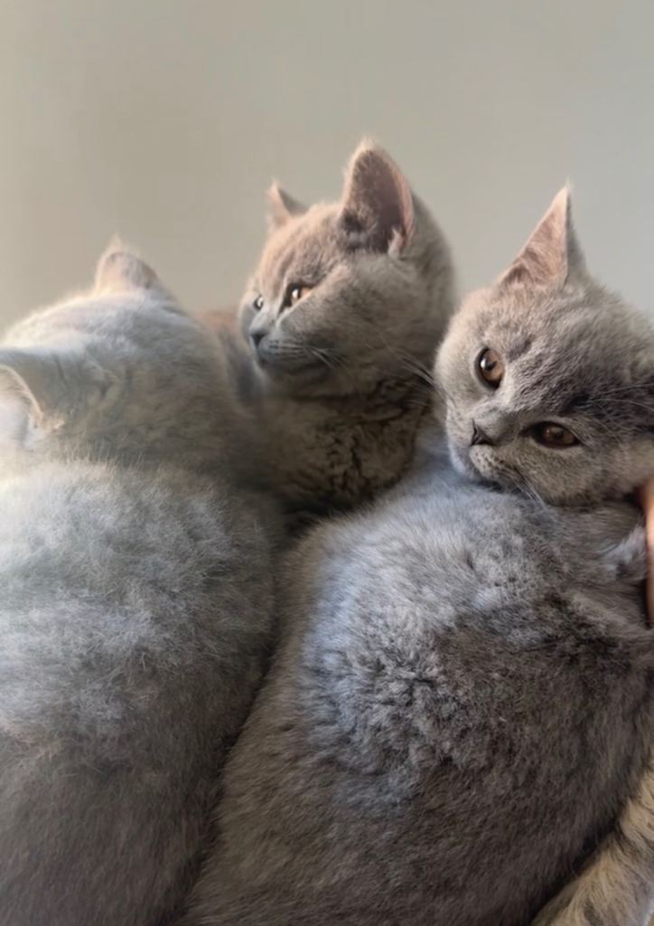 Gorgeous British Shorthairs